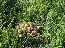 Gorgeous Hermann Tortoise