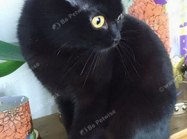 2 Year Old Female British Shorthair