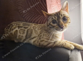 STUD. SNOW BENGAL