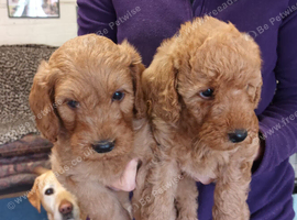 F1B GOLD MINIATURE LABRADOODLES FROM 5* LICENCED BREEDER