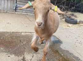 1 Royal Golden Guernsey x Saanen castrated male kid for sale &pound;90!