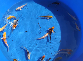 &pound;5 koi carp