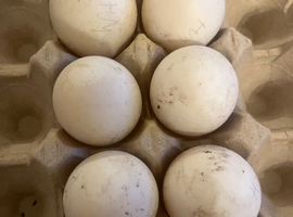 Welsh Harlequin Duck Eggs