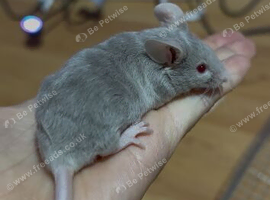 Curly hair Albino Grey Mice