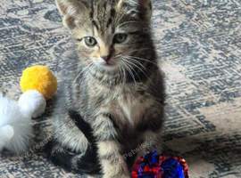 Playfully kittens ready for forever homes