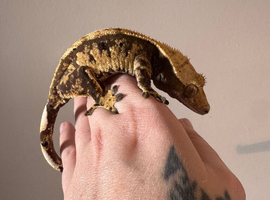 Female crested gecko