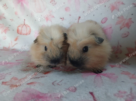 Beautiful girl guinea pigs ready now Derbyshire