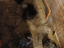 5 chickens