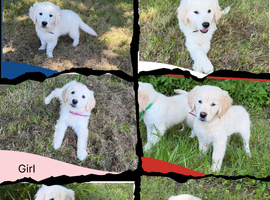 KC registered Golden Retriever Puppies