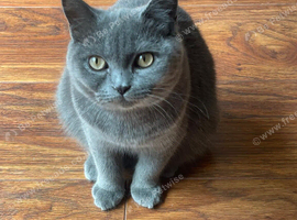 selling 2 neutered male british shorthairs