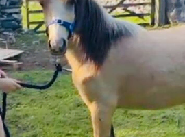 Buckskin Welsh A gelding