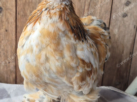 Pekin bantam cockeril