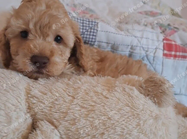 Beautiful toy poodle babies