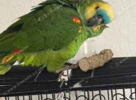 Stunning one year blue fronted amazon parrot for sale also comes with good size cage and toys an food.