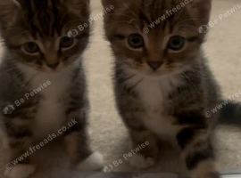 Kittens