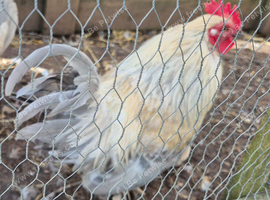 Booted Bantams 4 female + 1 male