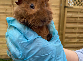 Bonded Guinea Pigs Boys- Agouti