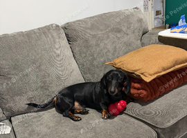 Lovely 3 year old boy needs rehoming