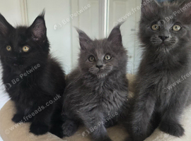 Maine coon kittens