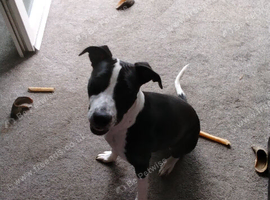 Female 6 month oldBullgrey x Staffordshire bull terrier