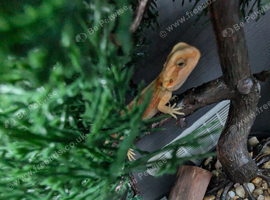 Baby bearded dragons