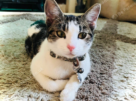 Young Vacc & Neutered Female Kitten