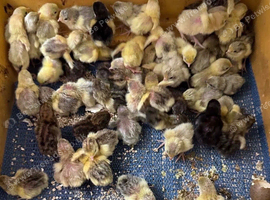 Chinese painted quail hatching eggs