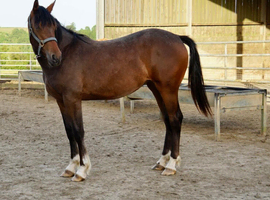 Super All Round Type Filly
