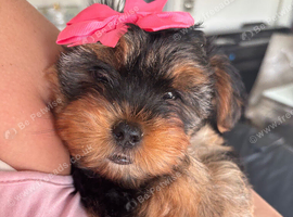 Must s@@ 1 absolutely beautiful Yorkshire terrier pups