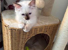Ragdoll kitten