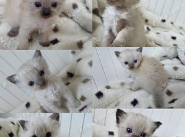 RAGDOLLS KITTENS.