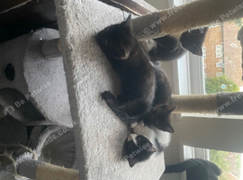 2black male kittens and 2 black and white female kitten