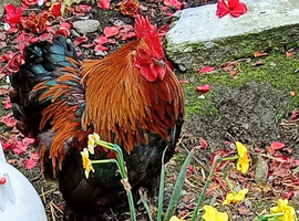 Beautiful Bantam cockrel