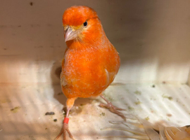 Red factor canaries