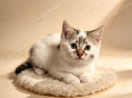 Two kittens one boy one girl left