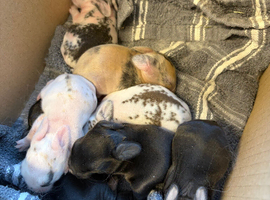 7 mini lion lops