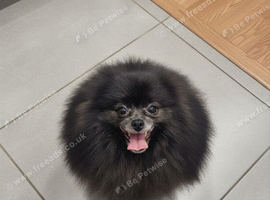 blue adult pomeranian female