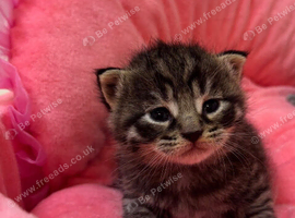 Maine Coon x Ragdoll x kittens Ready 30th October