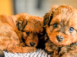 Gorgeous litter of F1 Pomapoo