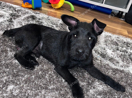 Patterdale terrier