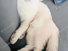 Scottish fold kitten 6months old