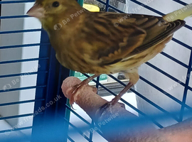 Timbrado cock canaries for sale