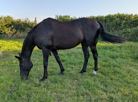 16.1/2hh TB