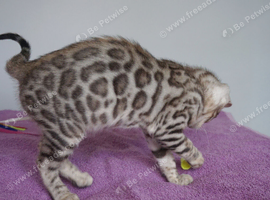 Gorgeous Bengal Girl Kitten