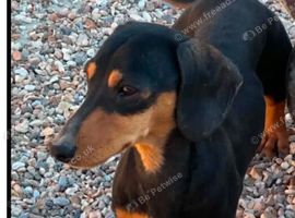 Tiny Tiny black & tan girl