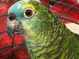 Blue fronted Amazon parrot
