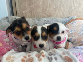 4 traditional Jack Russel puppies for sale