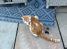 3 kittens for sale. Ginger