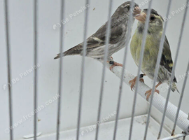 BEAUTIFUL PROVEN PAIR MUTATION SILVER SISKINS