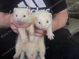 Beautiful ferret kits black eyed white